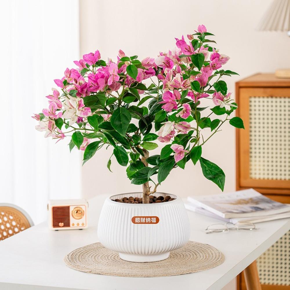 Removable Hydroponic Plants Pot Self Watering Office Bonsai Decor Creative Flowerpot