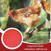 Chicken Feeder Tray 2 Pieces Outdoor Chick Food Feeder Plate Non-Slip Waterer For Enclosure Coop Garden Backyard Outdoor Barn