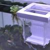 Acrylic Fish Isolation Box Detachable Fish Breeding Tank Floating Hatching Box  for Aquarium