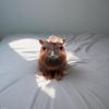 Cute Pygmy Hippo Baby Miniature Models Resins Figurine Ornament for Home Office Desktop and Garden Landscape Decoration
