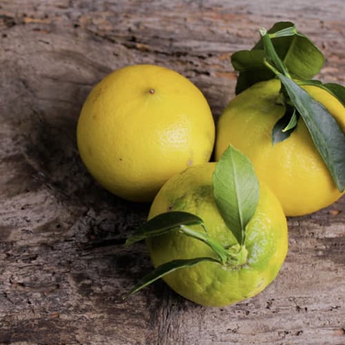 [Autumn/Winter Limited Edition] Leaf & Botanics Hand Cream Bergamot 20g