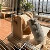 Interaktives Hamster-Futterspielzeug Ungiftiges Hamsterrad Futterspender Holz-Haustierspielzeug Indoor-Dekoration