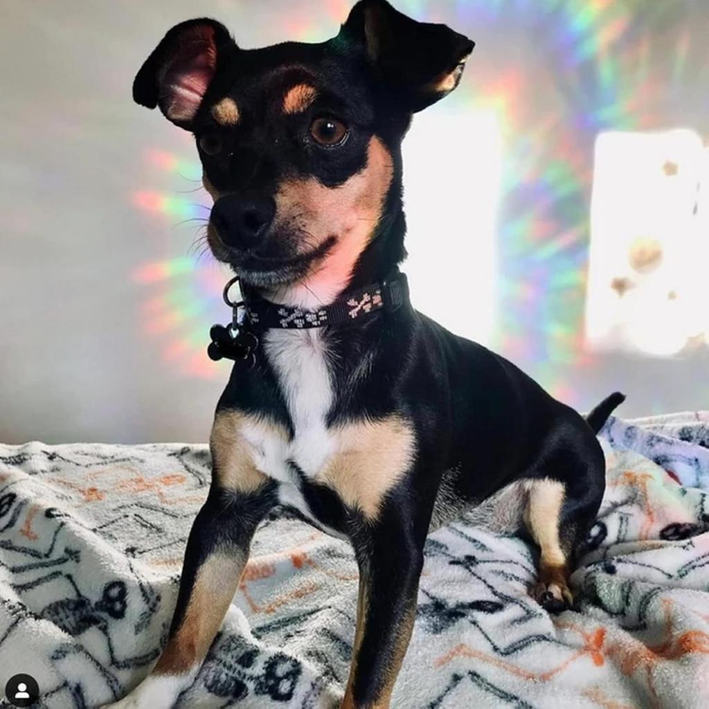 30 Pcs Star Ring Circle Window Clings - Anti-Collision Decals to Save Birds, Non-Adhesive Rainbow Stickers