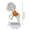 Human Hip Joint Model with Ligaments,Educational,Medical Sturdy Teaching Tool Realistic Scientific