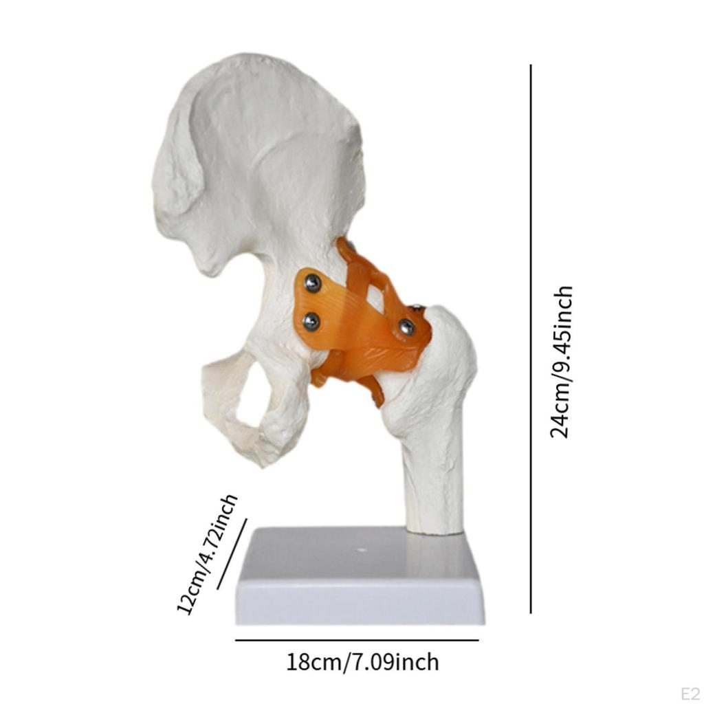 Human Hip Joint Model with Ligaments,Educational,Medical Sturdy Teaching Tool Realistic Scientific