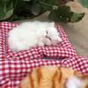 Simulation Sleeping Cat Decoration with Plaid Mat Odor Removal Bamboo Charcoal Plush Kitten Stuffed