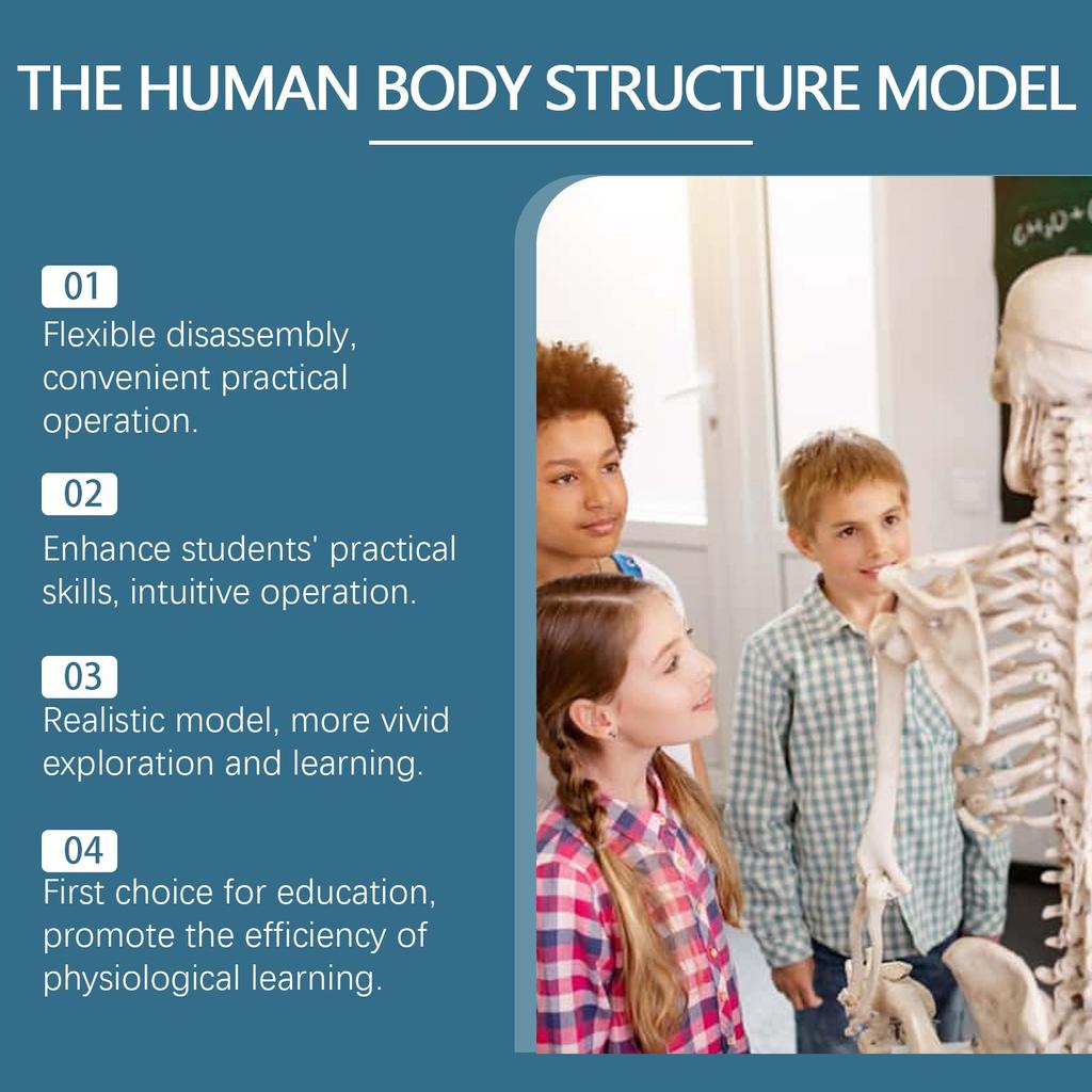 Children's Manikin, Interactive Science Kit Educational Anatomy Toy Kit Human Structure Model Educational Toys