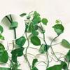 10Pcs Plant Fixture Clip Plant Climbing Wall Self-Adhesive Fastener Tied Fixture