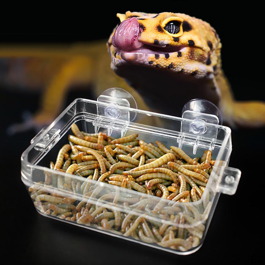Transparent Reptile Feeding Dish food Bowl for & Amphibians