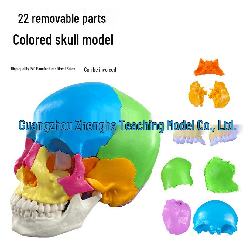 Color-Coded Human Skull Model with Removable Cervical Vertebrae and 22 Distinct Regions for Coloring Skull