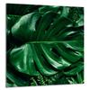 PANEL SZKLANY DO KUCHNI 60x65 Monstera
