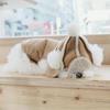 Winterhundehut,Warme Niedliche Verstellbare Fleece-Haustierkappen mit Bommel,Hals-Ohrenwärmer Welpenmütze für und Hundeparty-Dekoration