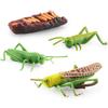 Simulation Mini Insect Set Grasshopper Bee Spider Growth Cycle Life Stage Cognitive Model Toy