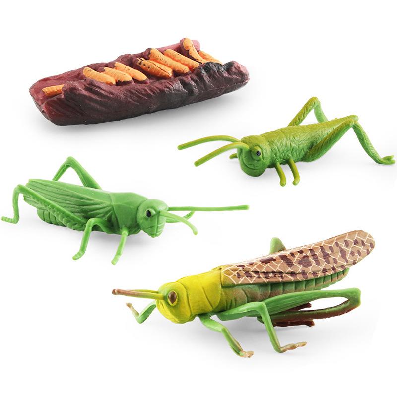 Simulation Mini Insect Set Grasshopper Bee Spider Growth Cycle Life Stage Cognitive Model Toy