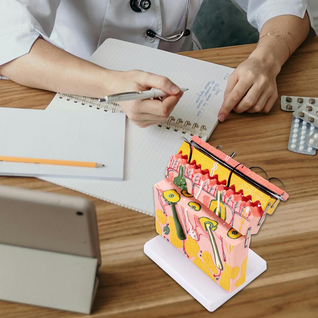 Model de piele mărită 70X Model anatomic de piele Instrument de predare pentru clasă de știință Afișare de studiu Model de predare medicală