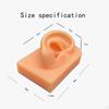 Modello di Orecchio in Gel - Strumento Didattico Realistico per Studio e Pratica