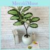 Ochrosia Maculata Jacq Indoor Green Plants For Photography Backdrops