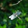 Outdoor Mosquito Repellent Simulation Big Dragonfly Small Dragonfly Mosquito Repellent Artifact Model Toy