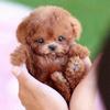 Mini Robot Puppy, My Realistic Robot Puppy, Interactive Plush Pet Kids Toys Cute Soft Robot Dog Can Walk And Bark