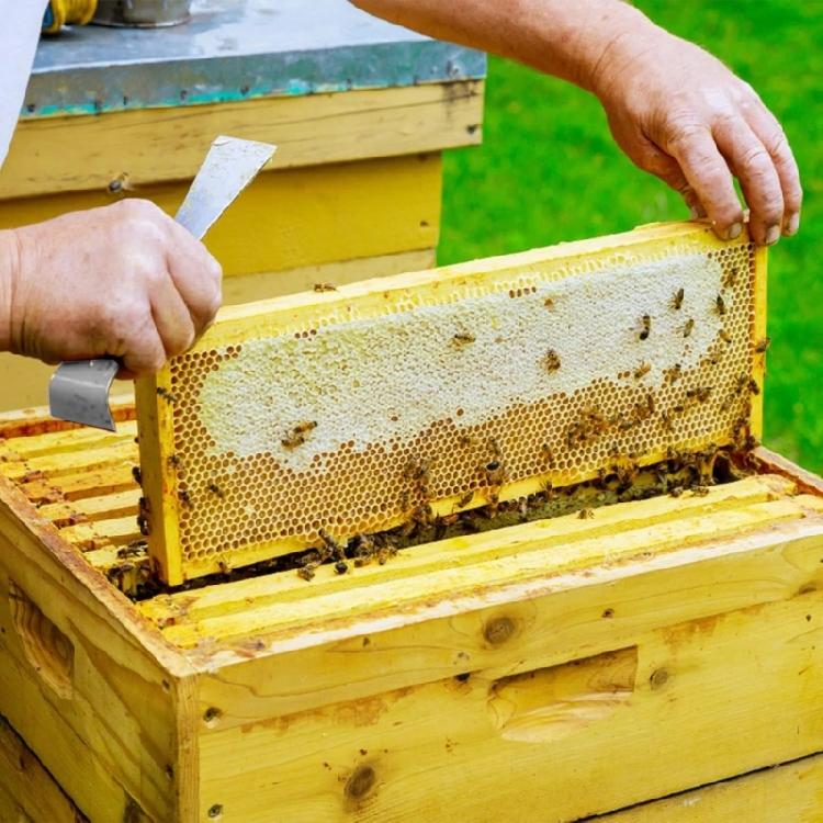 2Pcs Hives Scraper Tools Accessories Beekeeper Hives Scraper Practical Steel Beekeeping Accessories