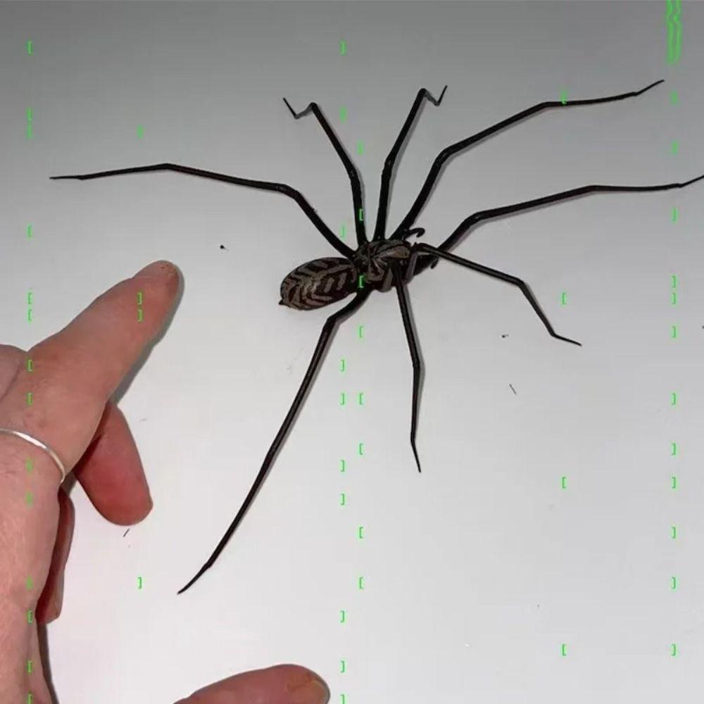 

Magnet Simulation Spider Toy Funny Spider Prank Toys Spiders Decoration Halloween Party чорний