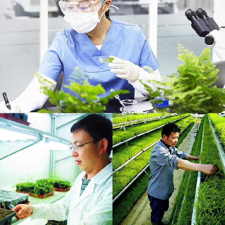 20ml Gibberellic Acid Liquid Garden Farm Backyard Plants Growing Necessary