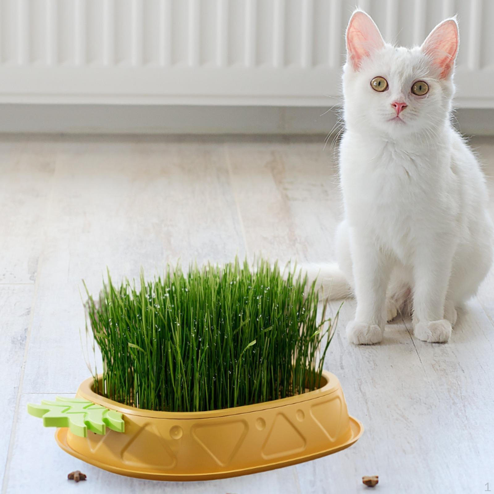 

Кашпо для кошачьей травы для выращивания в помещении жёлтый