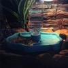 1 Stück Reptilienfutterspender Tränke Automatische Nachfüllung Schildkröten-Wasserspenderflasche Schildkröten-Futter-Wassernapf Futternapf Für Eidechsen
