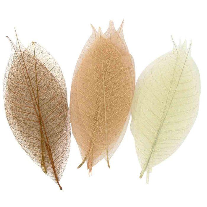 Squelettes de feuilles Assortiment naturel 8 cm 20 pièces