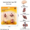 Cross-border Simulation Animal Suction Toy: Butterfly, Rooster, Ant, Frog, Sea Turtle, Mosquito Growth Cycle Models