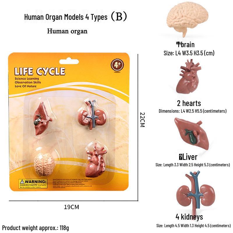 Cross-border Simulation Animal Suction Toy: Butterfly, Rooster, Ant, Frog, Sea Turtle, Mosquito Growth Cycle Models