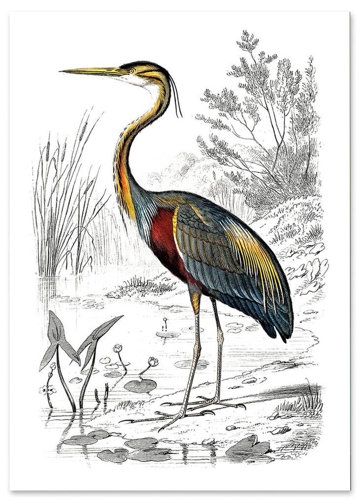 Poster Heron Bird Illustration