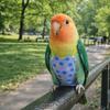 Adjustable Bird Flight Suits Escape Proof Feces Pocket Parrot Flying Harness Breathable Parrot Outdoor Leashes Bird Training