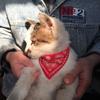 Haustier Hundehalsbänder mit Druckschal Niedliches verstellbares kleines Hundebandana-Halsband Halstuch Welpen Haustier Sabbertuch Katzenzubehör