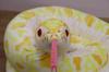 Take Off Python Albino L