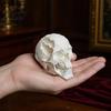 Decorazione Cranio Alieno Ornamento di Halloween, Forma in Resina Sintetica Scultura Figura Dettaglio Osseo Realistico, Ornamento da Tavolo per Feste