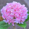 Fairy Hydrangea Lights, Solar Garden Stake Lights, Waterproof LED Flower Light, Colorful Outdoor Hydrangea Lamp for for Patio Lawn Pathway Decor
