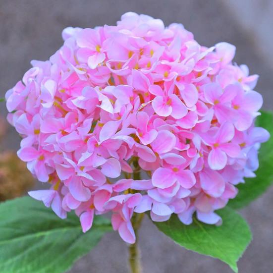 Fairy Hydrangea Lights, Solar Garden Stake Lights, Waterproof LED Flower Light, Colorful Outdoor Hydrangea Lamp for for Patio Lawn Pathway Decor