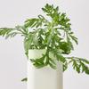 Beauty of Joseon Matte Sun Stick: Mugwort+Camelia 18g
