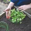 Vegetable Protection Cover Plant Shield With Pest Prevention For Garden Use