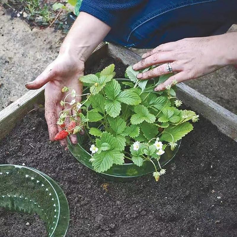 Vegetable Protection Cover Plant Shield With Pest Prevention For Garden Use