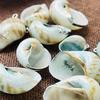 10Pcs, Natural Whelks Shell Zinc Alloy Silvery Edge Pendant Charms for DIY Necklace Accessories, Creative Jewelry Making, Women Men Bulk Crafts Gifts