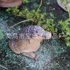 Little crocodile tea set decoration cute mini children's gift home desktop resin handicraft ornament