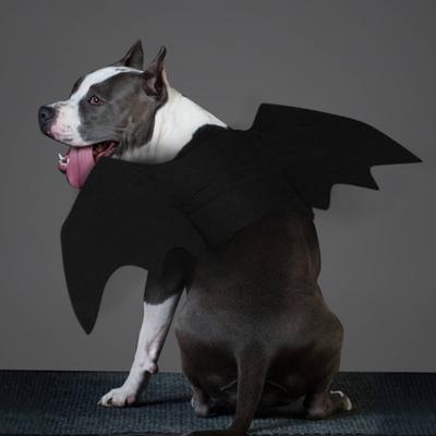 Pet Cat Dogs Halloween Kittens Black Bat Wings Cosplay Funny Costume for Dog Cats Puppies