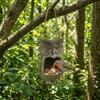 Resin Owl Bird Feeder Handicraft Realistic Tree Mounted Bird Feeder Waterproof Weather Resistant Tree Face Bird Feeder Backyard