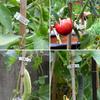 Plastic Plant Support Clips,Plastic Clips for Securing Plants,Tomato Vine Clips,Plant Fixing Clips,Garden Clips for Climbing