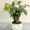 Shaped Self-Watering for Indoor Plants - Large Capacity Irrigation Plant Watering Ball for Potted Plants and Flowers