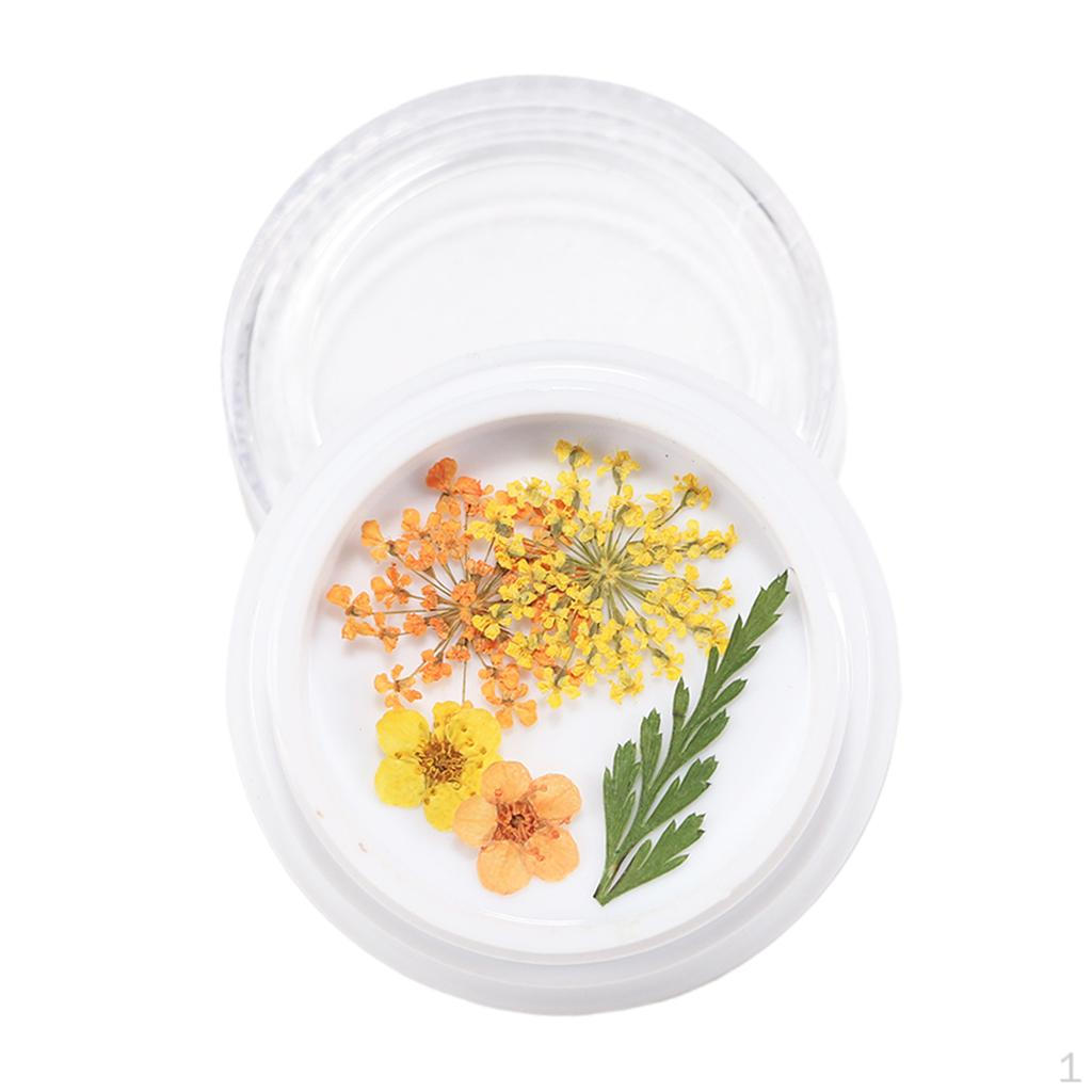 

3D настоящие сухие сушеные цветы, украшения, DIY маникюрные инструменты с коробкой 13