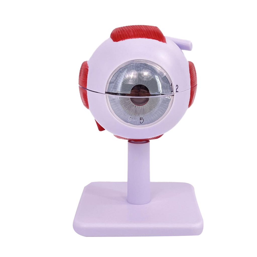 Menschliches Auge Anatomie Lehrmittel Menschliche Organe Modell Augapfel Anatomie Modell