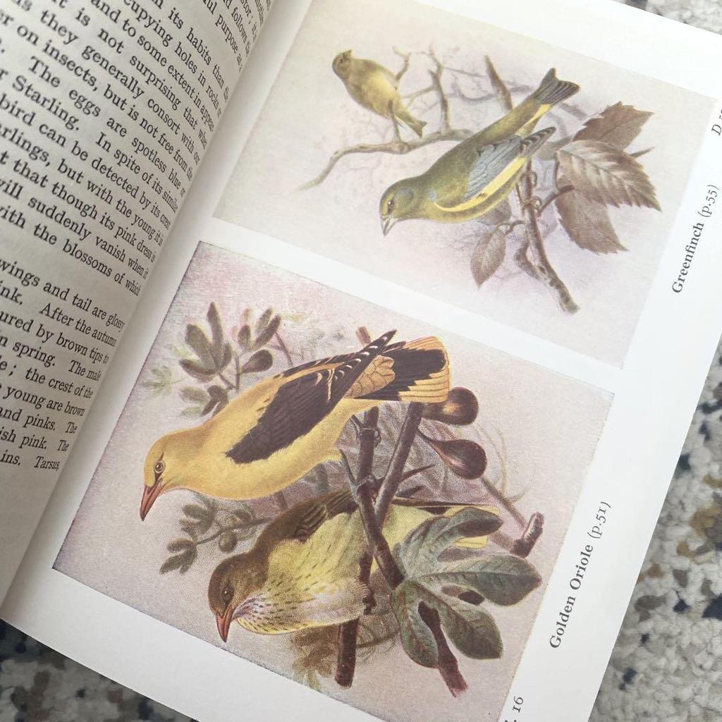 [USED] Vintage British Bird Book 1962 Bird Book Old Book